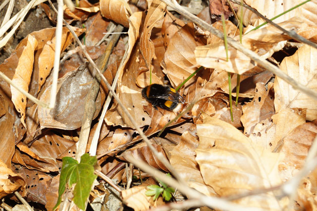 Kngin der Dunklen Erdhummel