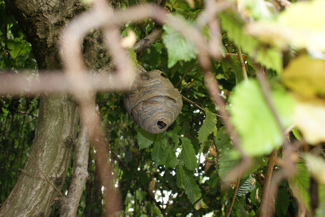 Nest der Mittleren Wespe