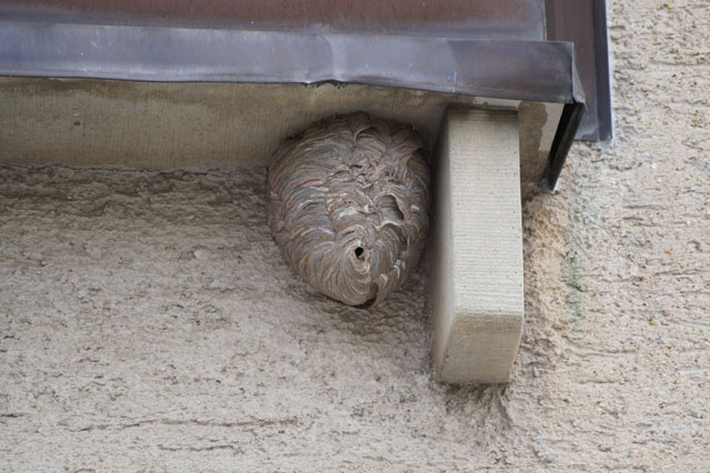 Besuch bei den Mittleren Wespen