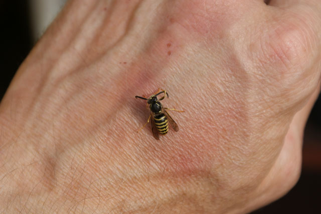 Drohn der Schsischen Wespe putzt Fhler