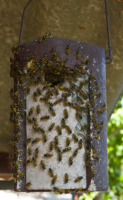 Nest der Waldwespe in Vogelnistkasten