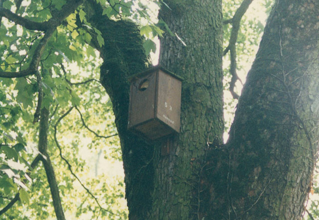 Hornissennest in Kauzennistkasten