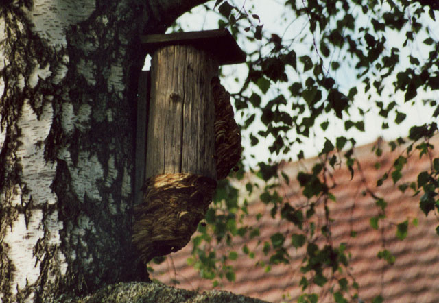 Hornissennest in Vogelnistkasten