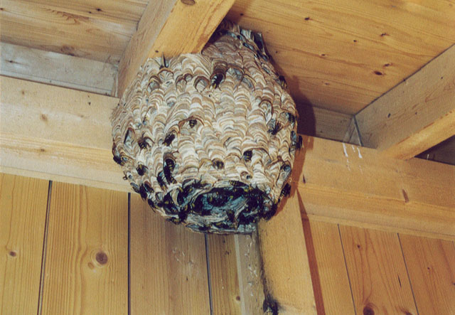 Hornissennest in Regenunterstand auf Golfplatz