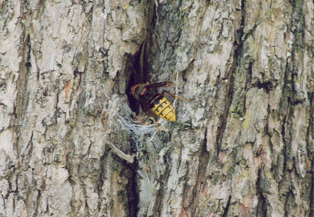 Nestsuche in Baumhhle