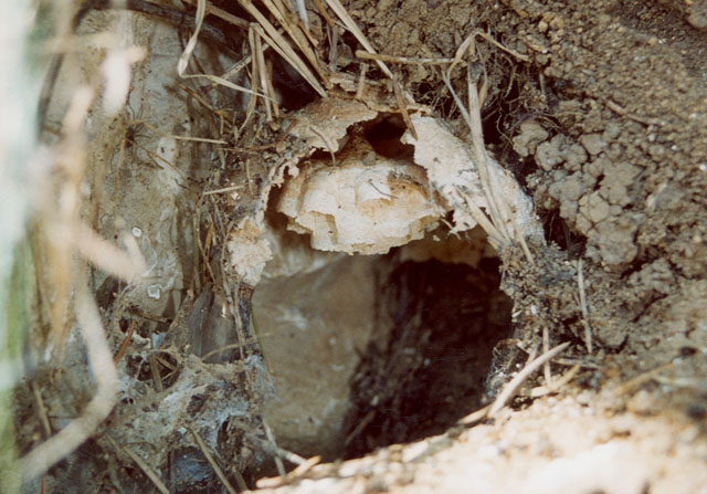 Hornissennest in Trockenmauer