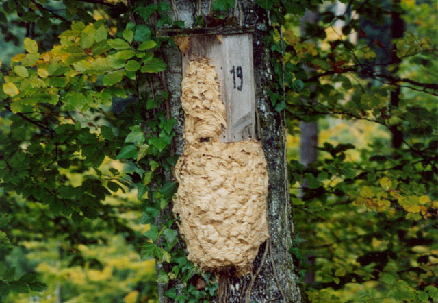 Hornissennest in Hornissenkasten