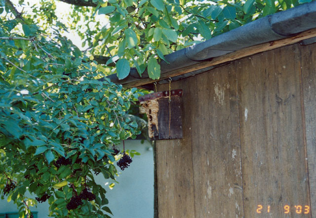 Hornissennest in Vogelnistkasten