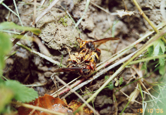 Hornissenkönigin unter Hornissenkasten in Wiese