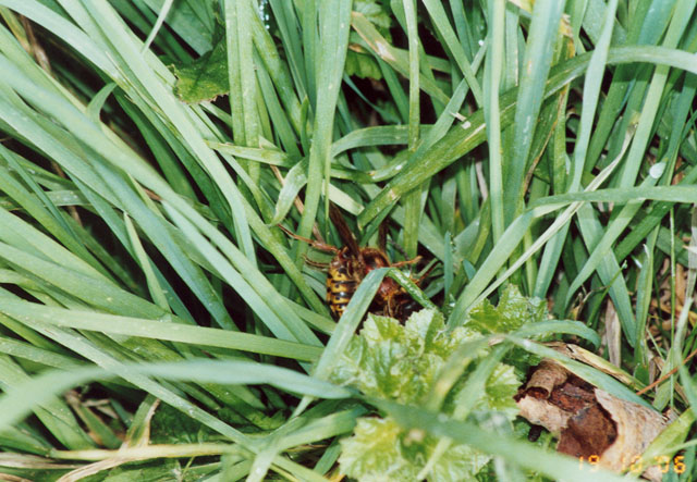 Hornissenkönigin unter Hornissenkasten in Wiese