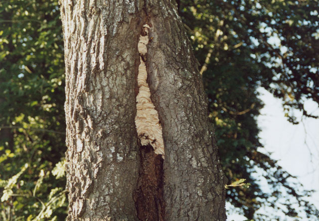 Hornissennest in Eichenbaum-Halbhhle