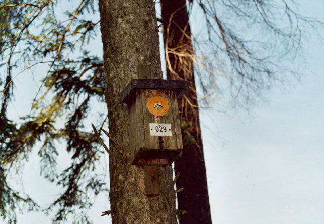 Hornissennest in Vogelnistkasten