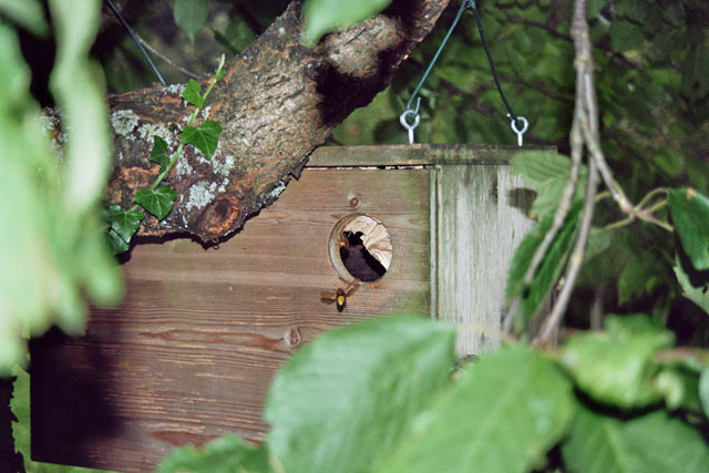 Hornissennest in Widehopfnistkasten