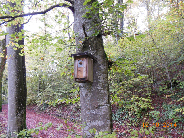 Hornissennest in Vogelnistkasten