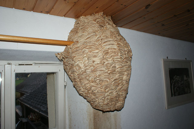 Hornissennest in Schlafzimmer