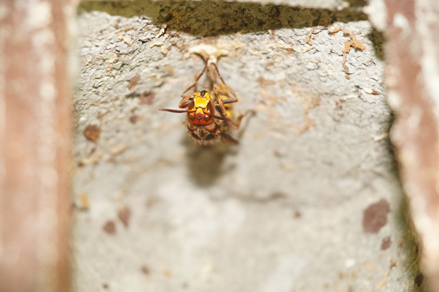 Hornissennest in Vogelnistkasten