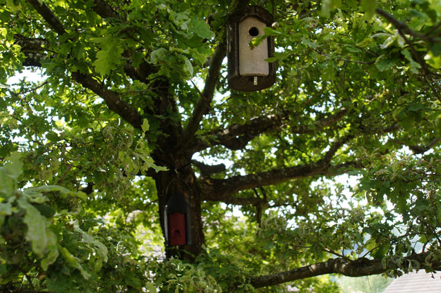 Hornissennest in Vogelnistkasten