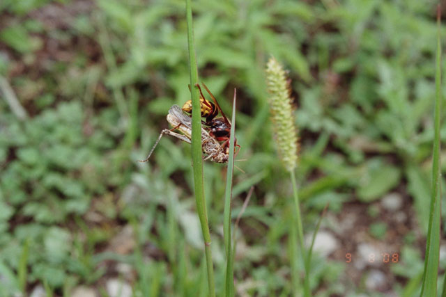 Hornissenarbeiterin mit Heuschrecke