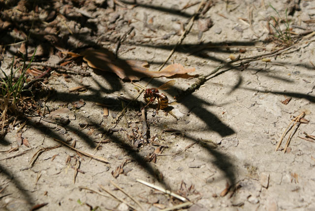 Hornissenarbeiterin mit Heuschrecke