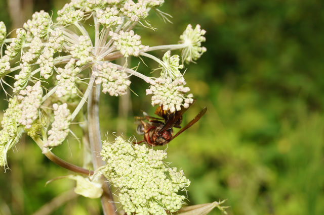 Hornissenarbeiterin mit Biene