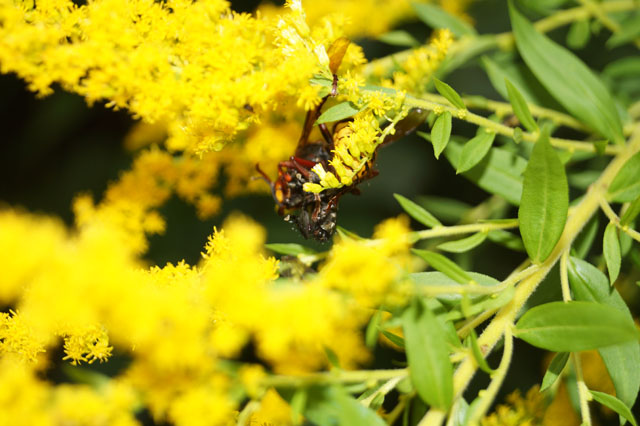 Hornissenarbeiterin mit Fliege