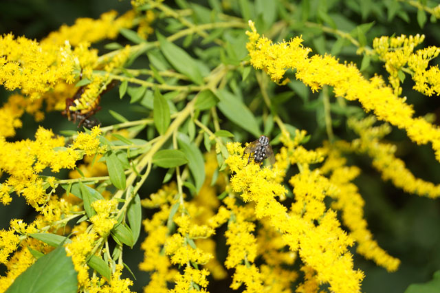 Hornissenarbeiterin mit Fliege