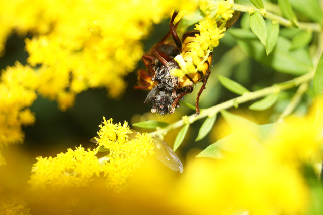 Hornissenarbeiterin mit Fliege