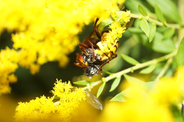 Hornissenarbeiterin mit Fliege