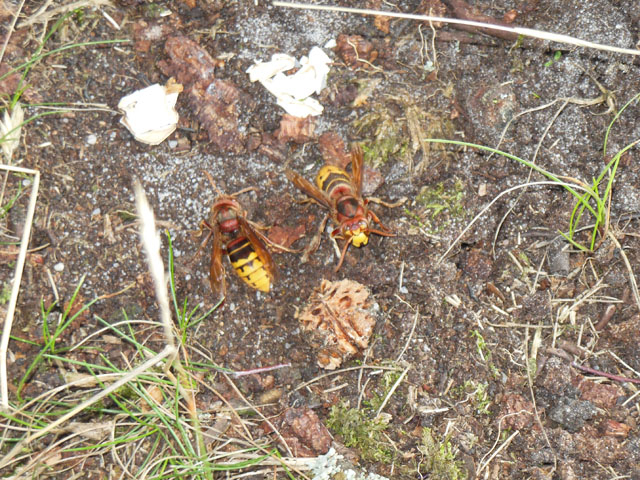 Hornissenarbeiterinnen an Narbe einer Birke