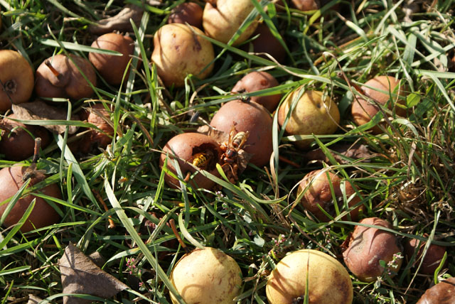 Hornissenarbeiterin leckt Saft an Fallobst