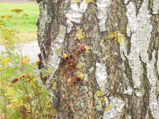 Hornissenarbeiterinnen an Narbe einer Birke