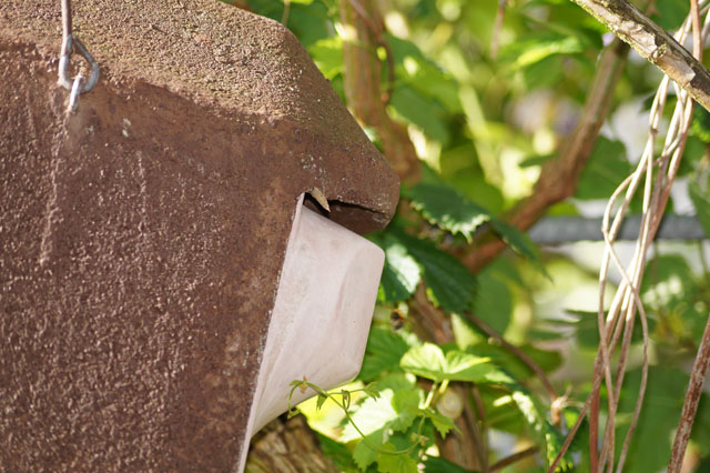 Hummelnestmotten zieht in Schwegler-Vogelnistkasten ein