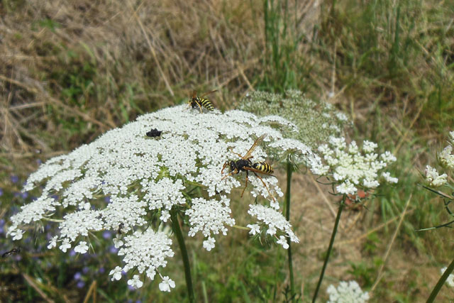 Drohn der Heide-Feldwespe an Wilder Mhre