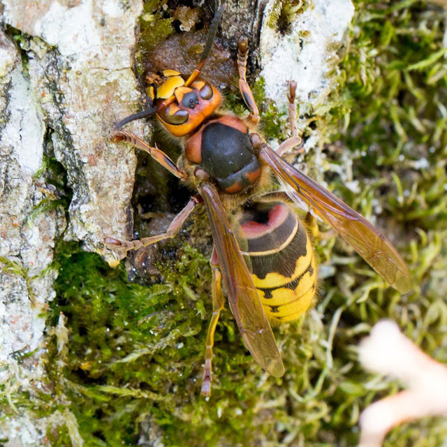 Hornissenarbeiterin von Vespa crabro crabro; 01.06.2014