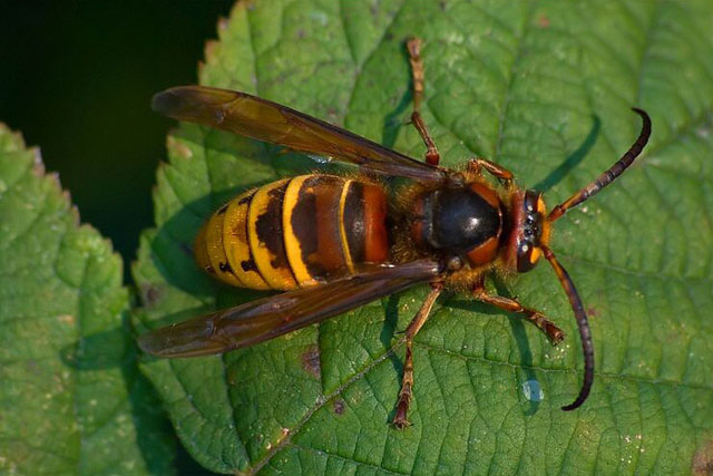 Hornissendrohn von Vespa crabro crabro; 18.10.2009