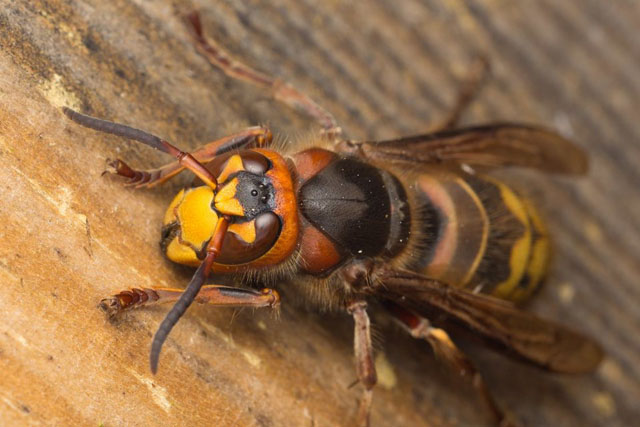 Hornissenknigin von Vespa crabro crabro; 01.06.2017