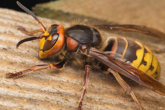 Hornissenknigin von Vespa crabro crabro; 01.06.2017