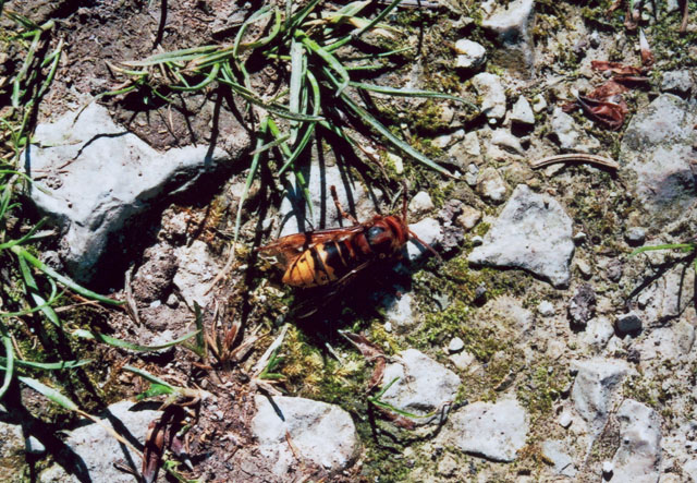 Hornissenknigin sonnt sich auf Waldrandweg 05.05.2016