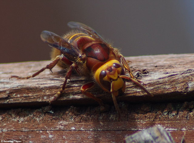 Hornissenarbeiterin von Vespa crabro vexator;