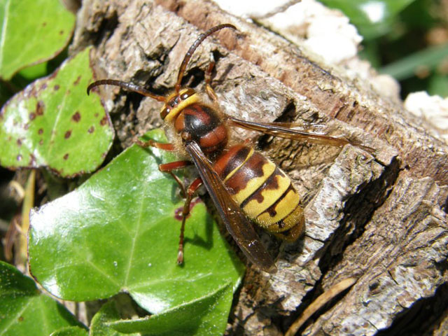 Hornissendrohn von Vespa crabro vexator;