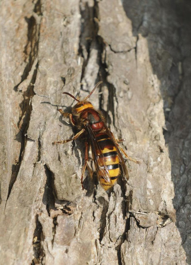 Hornissenknigin von Vespa crabro vexator;