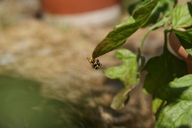 Arbeiterin der Deutscher Wespe mit Schwebfliege