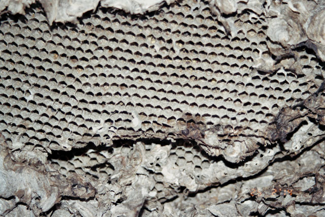 Nest der Deutschen Wespe in Hohldecke