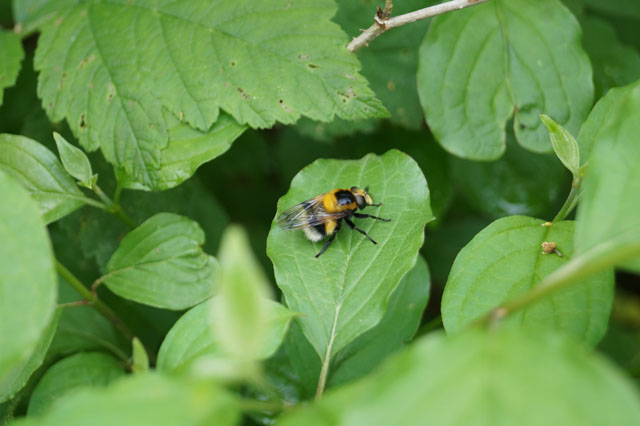 Hummel-Waldschwebfliege