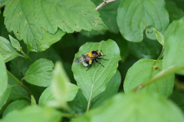 Hummel-Waldschwebfliege