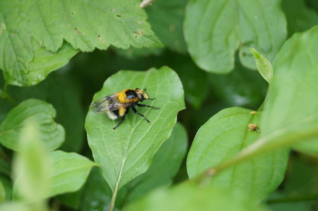 Hummel-Waldschwebfliege