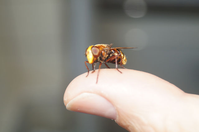 Hornissenschwebfliege auf Daumen