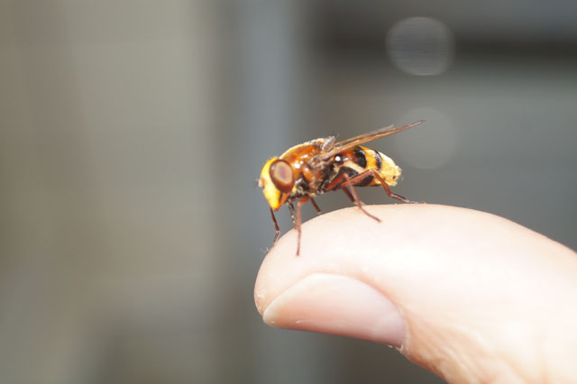 Hornissenschwebfliege auf Daumen