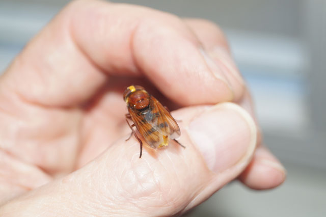 Hornissenschwebfliege auf Daumen