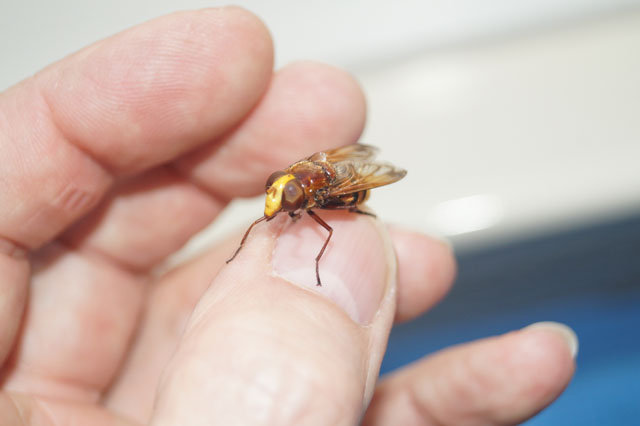 Hornissenschwebfliege auf Daumen